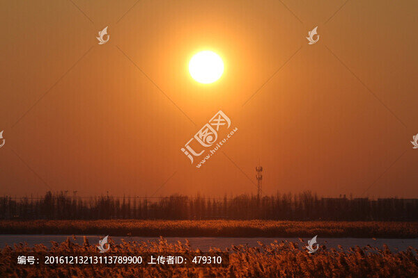 蘆葦,日落,黃昏