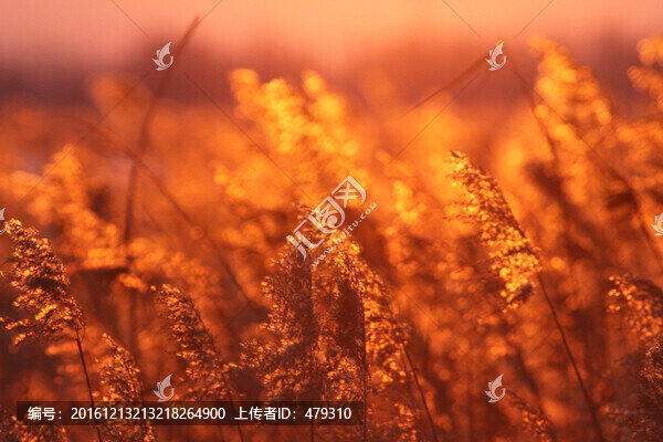 蘆葦,濕地,生態(tài),自然