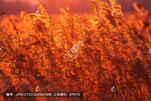 蘆葦