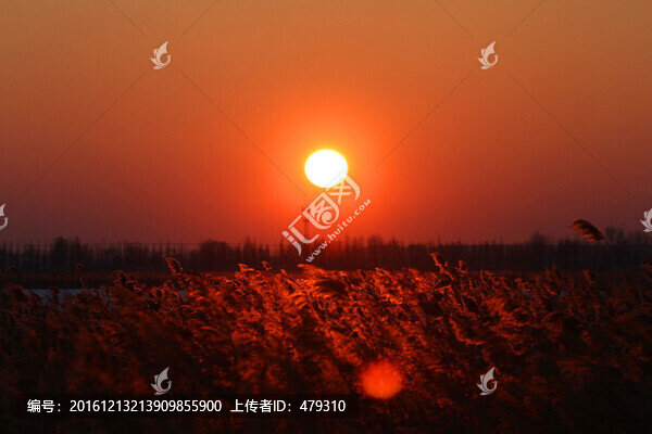 蘆葦,日落,黃昏