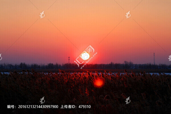 蘆葦,日落,黃昏,濕地