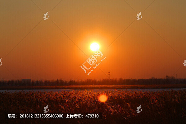 蘆葦,日落,黃昏,濕地