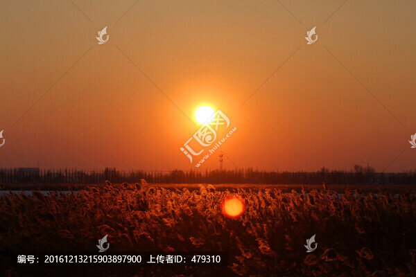 蘆葦,日落,黃昏