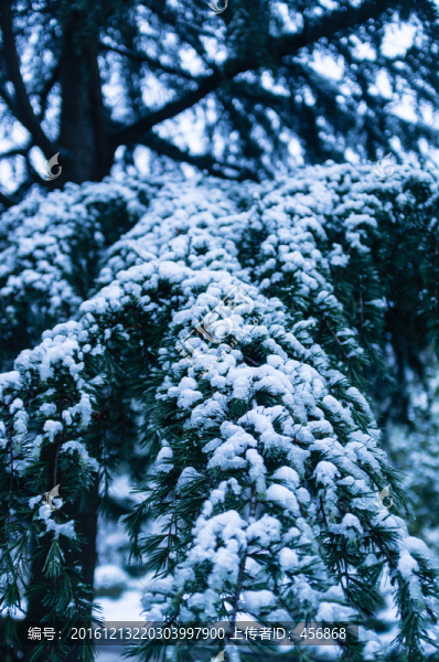 松樹,積雪