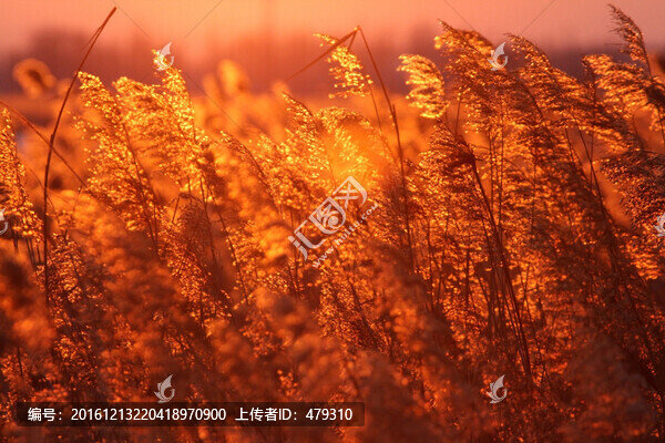 蘆葦,濕地,生態(tài),自然,植被