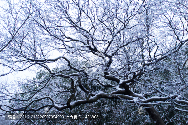 樹枝,雪景