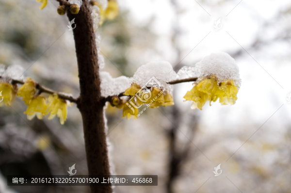 臘梅花