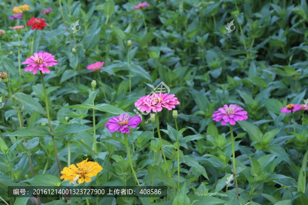 百日草,百日菊,背景