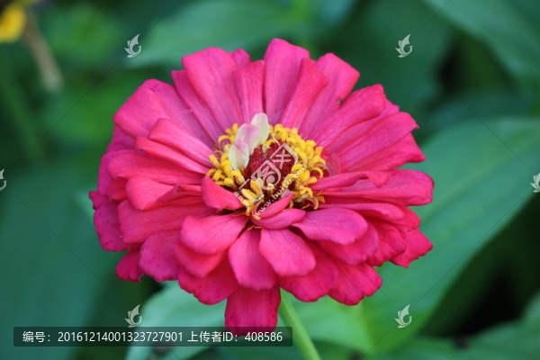百日草,百日菊,紅花
