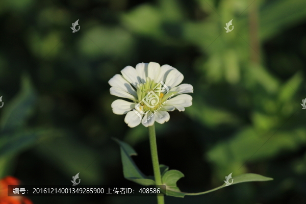 百日草,百日菊