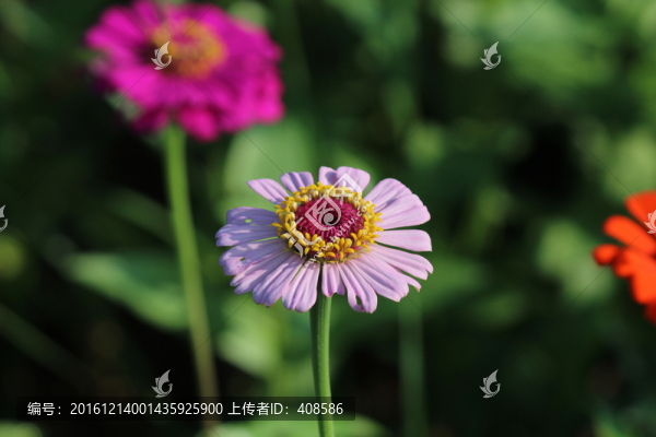 百日草,百日菊