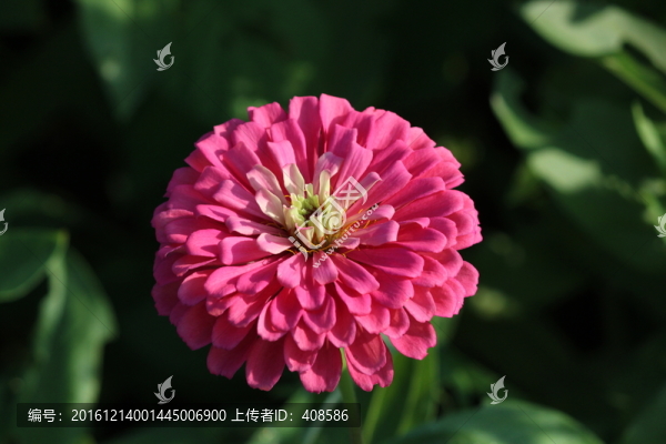 百日草,百日菊