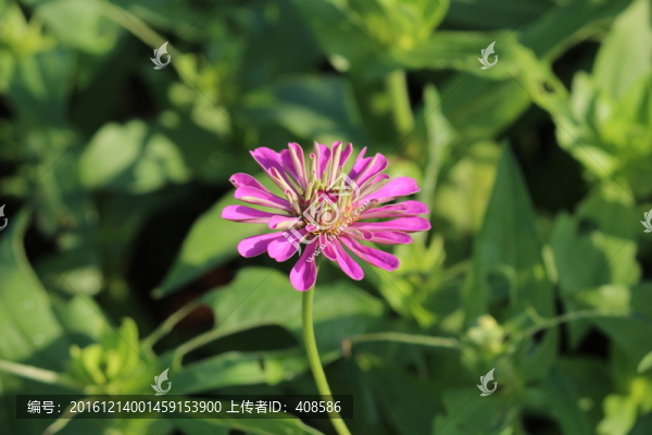 百日草,百日菊