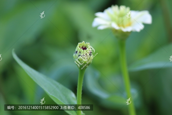 百日草,百日菊,花朵