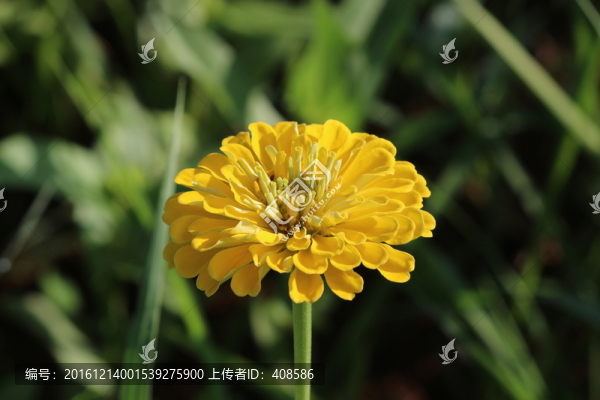 百日草,百日菊