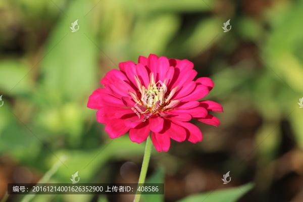 百日草,百日菊