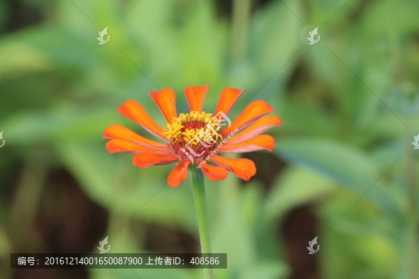 百日草,百日菊