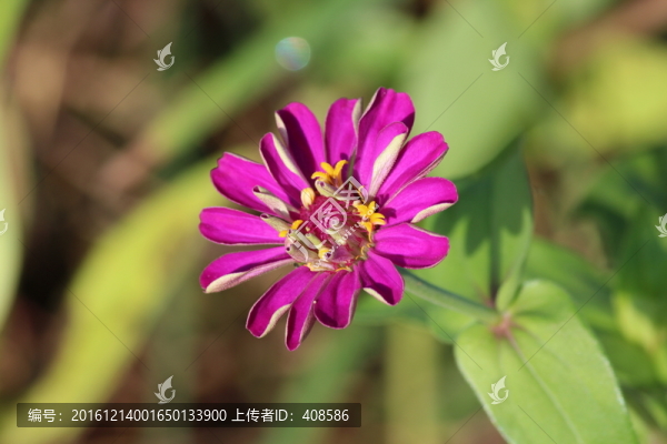 百日草,百日菊