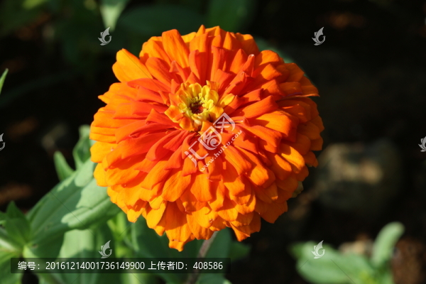 百日草,百日菊