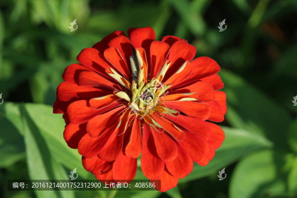 百日草,百日菊