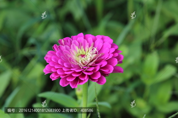 百日草,百日菊