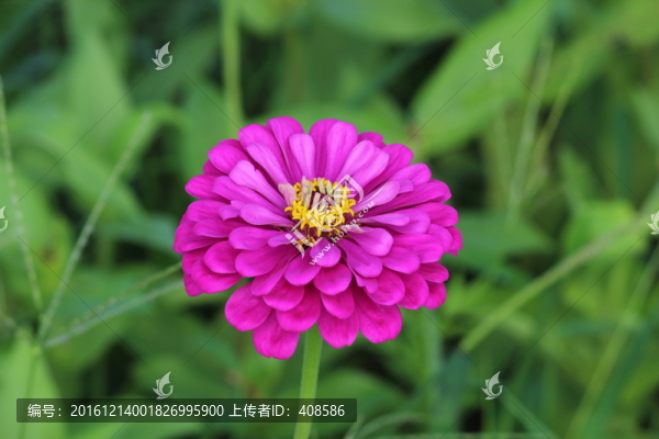 百日草,百日菊