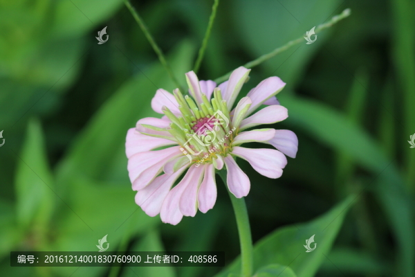 百日草,百日菊