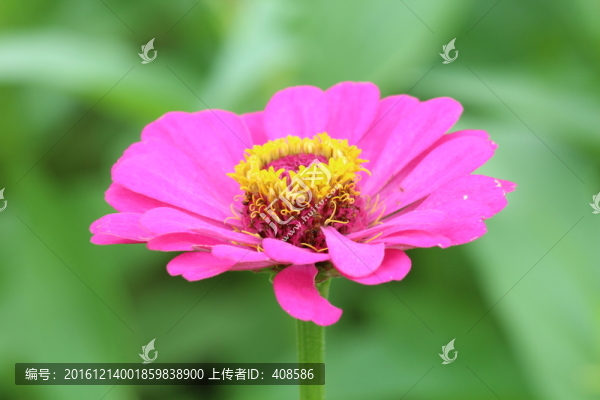 百日草,百日菊