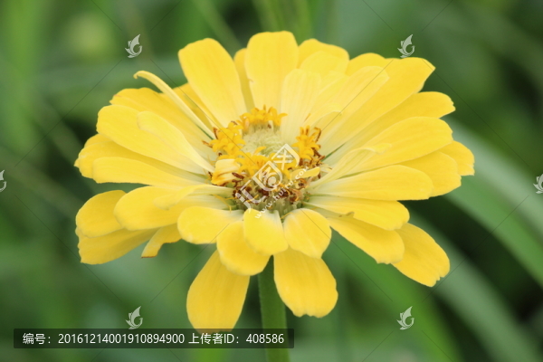 百日草,百日菊