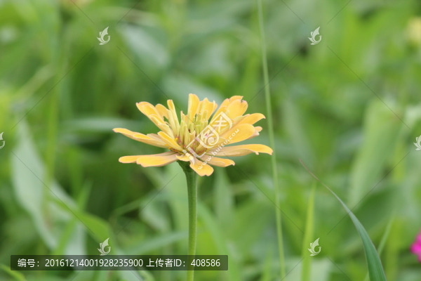 百日草,百日菊