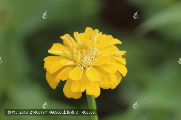 百日草,百日菊