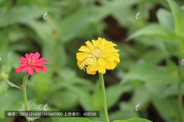 百日草,百日菊