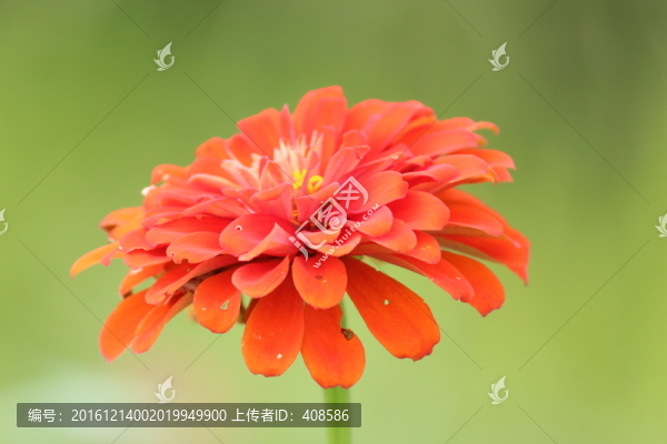百日草,百日菊