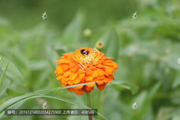 百日草,百日菊