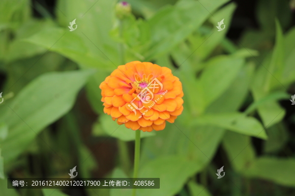 百日草,百日菊