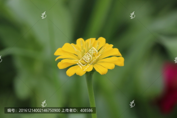 百日草,百日菊