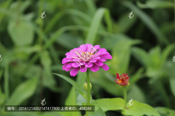 百日草,百日菊