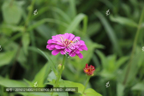 百日草,百日菊