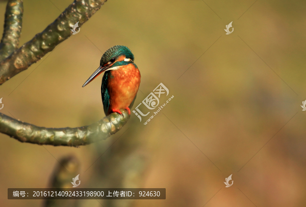 翠鳥圖