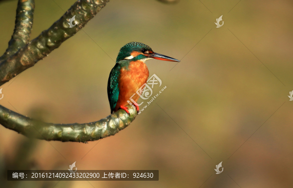 翠鳥美圖