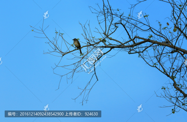 枯枝禽鳥圖