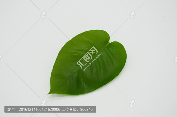 綠葉