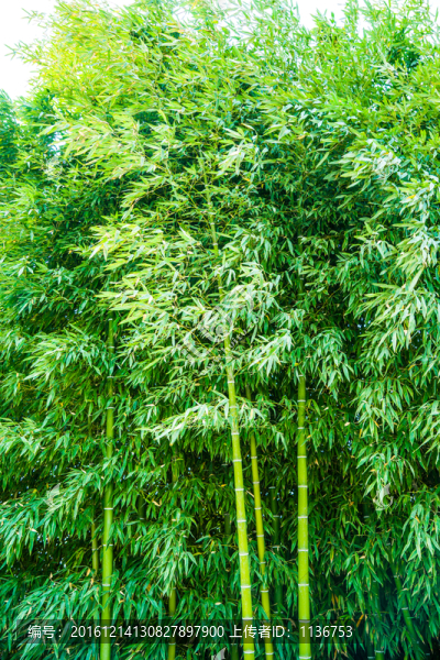 竹林,綠竹,竹子