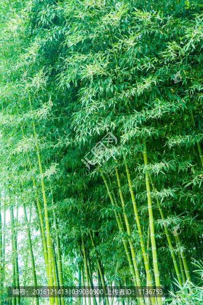 竹林,綠竹,竹子