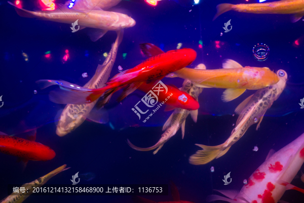 錦鯉