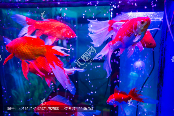 金魚