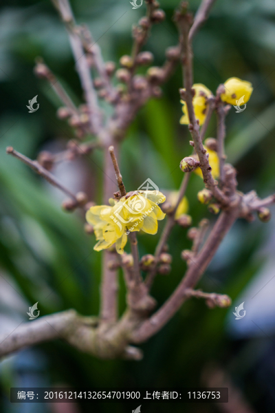 臘梅花