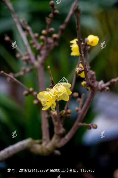 臘梅花