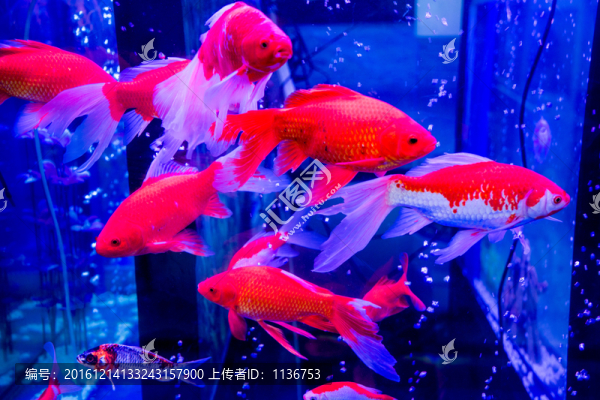 金魚