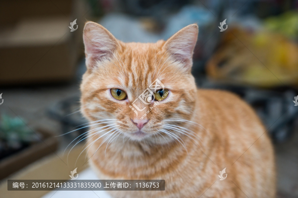 貓咪